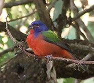 Painted Bunting