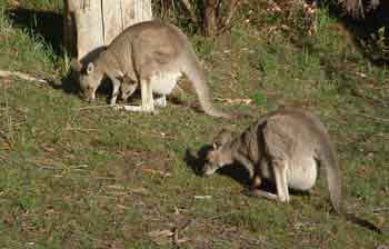Kangaroos