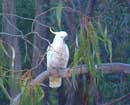 Sulphur-crested cockatoo
