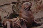 Sea Lion in Glacier Bay, Alaska--or is it our webmaster?